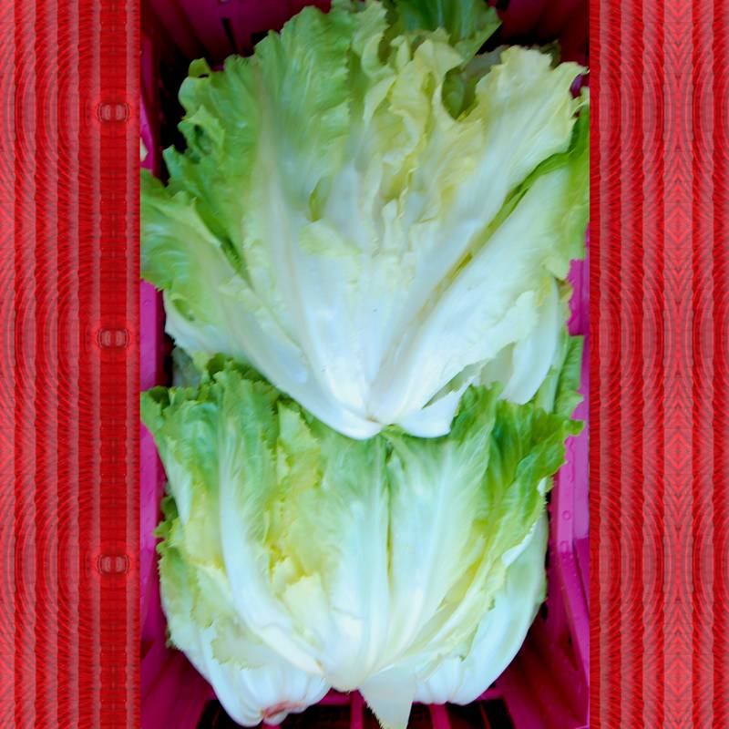 Insalata Scarola Tabasso 01