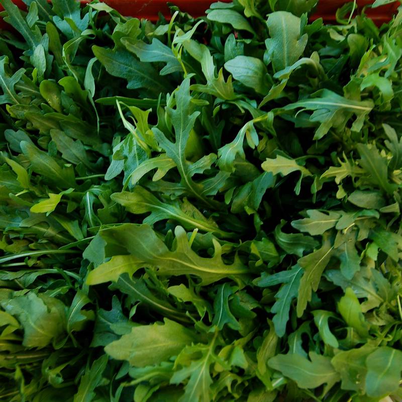 Rucola Tabasso