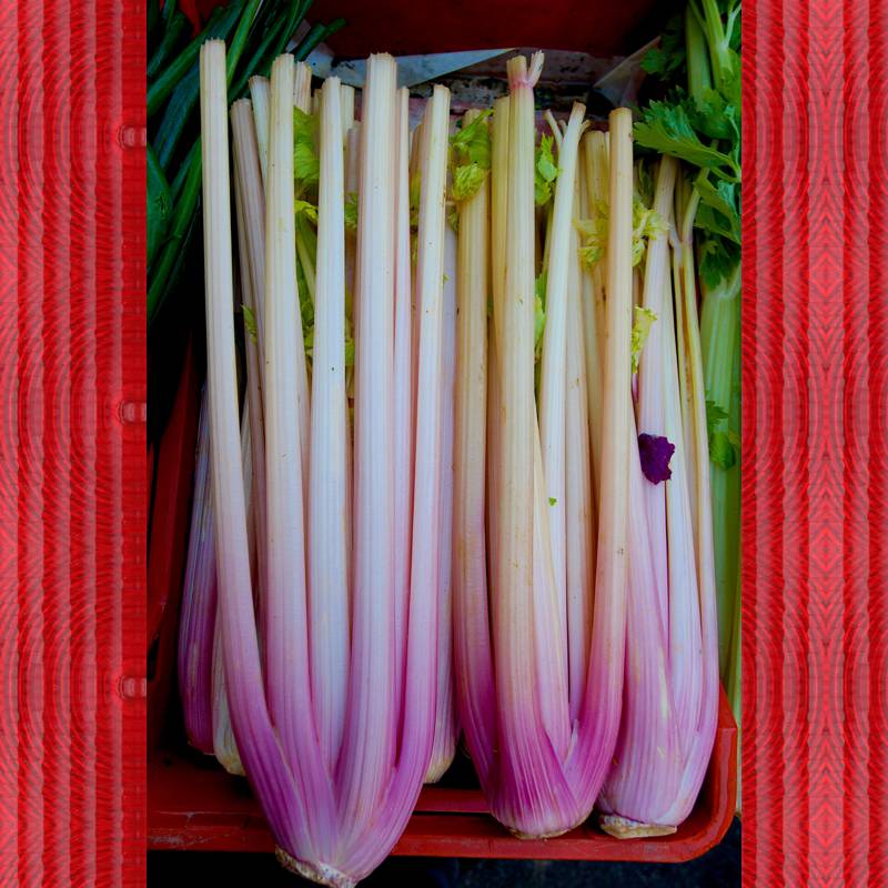 Sedano Rosso Tabasso