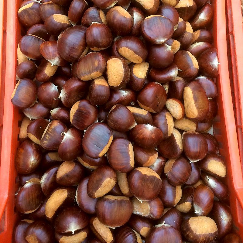 Castagne Tabasso