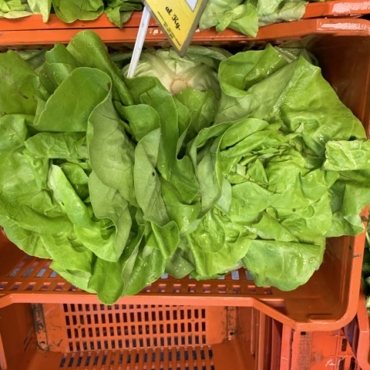 Insalata manigotto