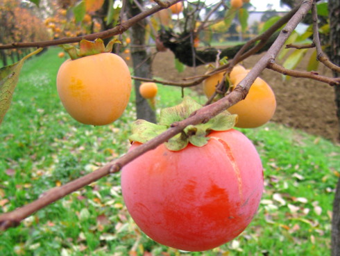 Kaki - Azienda Agricola Tabasso
