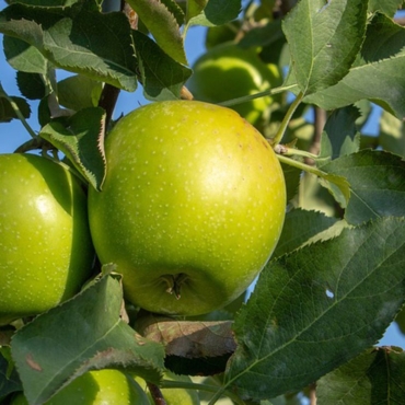 Mele Granny Smith