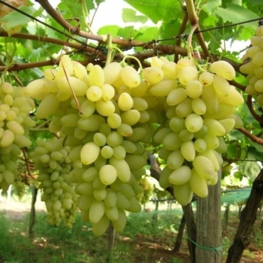 Uva italia