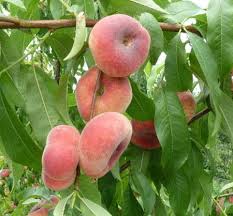 Tabacchiere