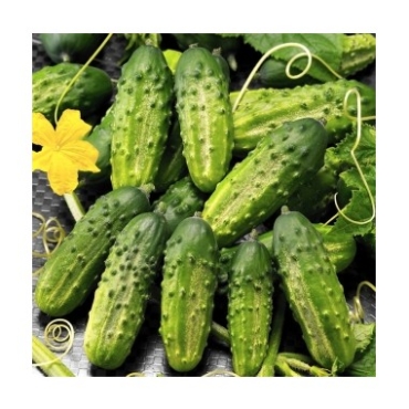 Cetriolini